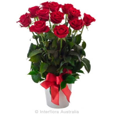 Impulse Roses