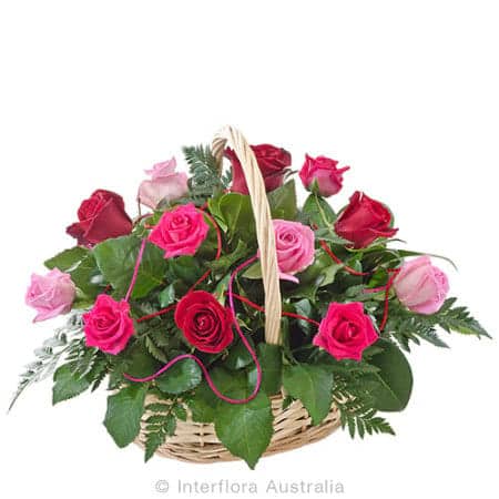 caress roses